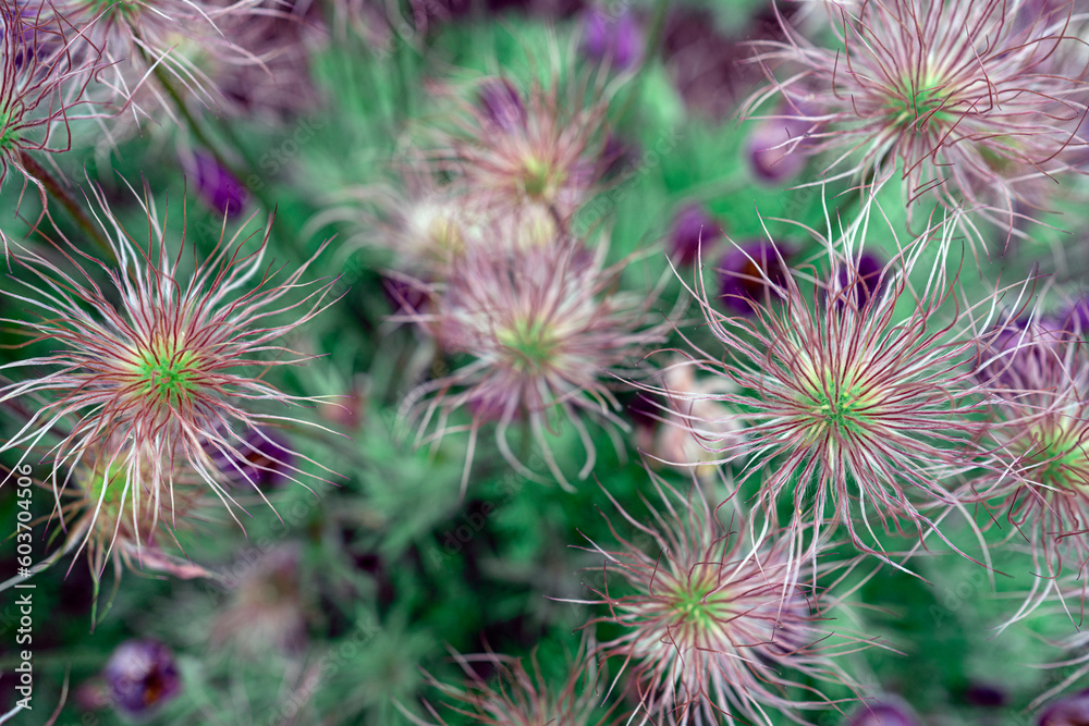 Lovely flowers on a green background. Natural background. Soft focus. Top view. Lovely flowers on a green background. Natural background. Soft focus. Top view.