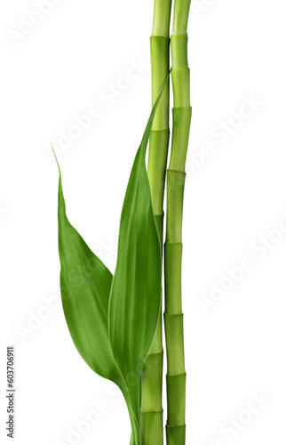 Branches of bamboo isolated on transparent background. Bamboo shoots with bamboo leaves for design. © Inna Dodor