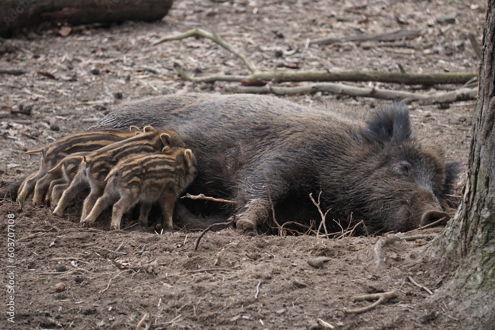 wild boar piglet