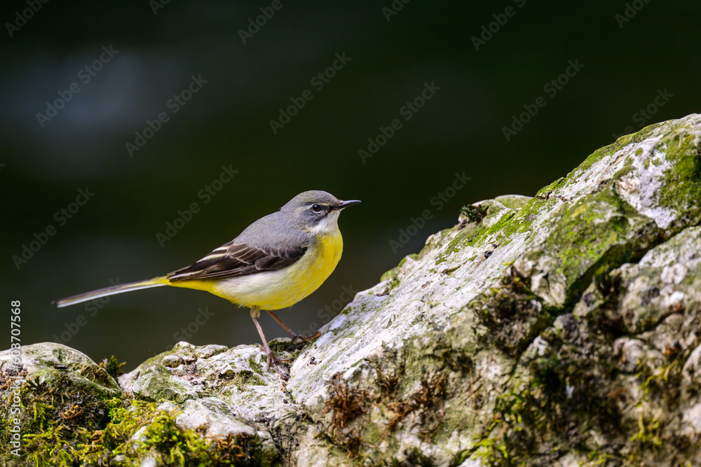 Grey wagtail, Motacilla cinerea, perched on a rock in a river. Grey wagtail, Motacilla cinerea, perched on a rock in a river.