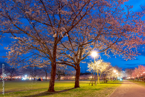 忠元公園の桜の夜景（伊佐市） photo