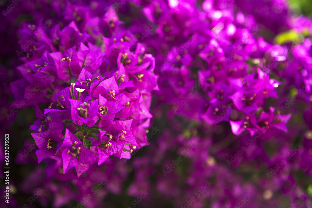 Obraz premium Beautiful bougainville blossoms. Bougainville flowers of purple color in the garden. Copy space.