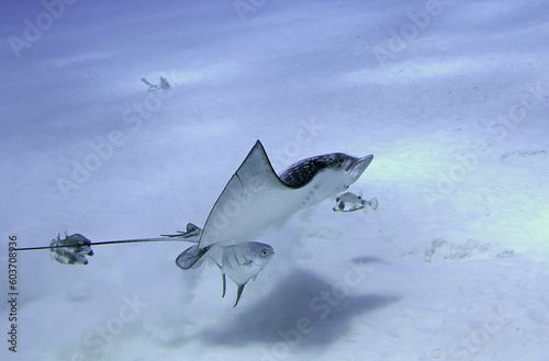 Eagle Ray launching from the sand