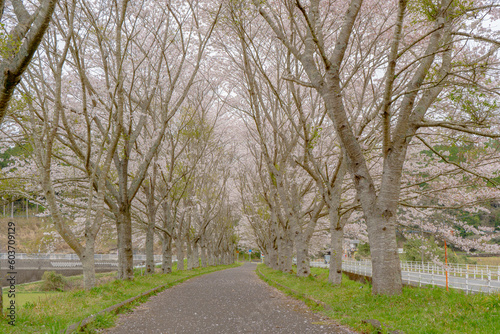 轟地区桜並木の風景（湧水町）