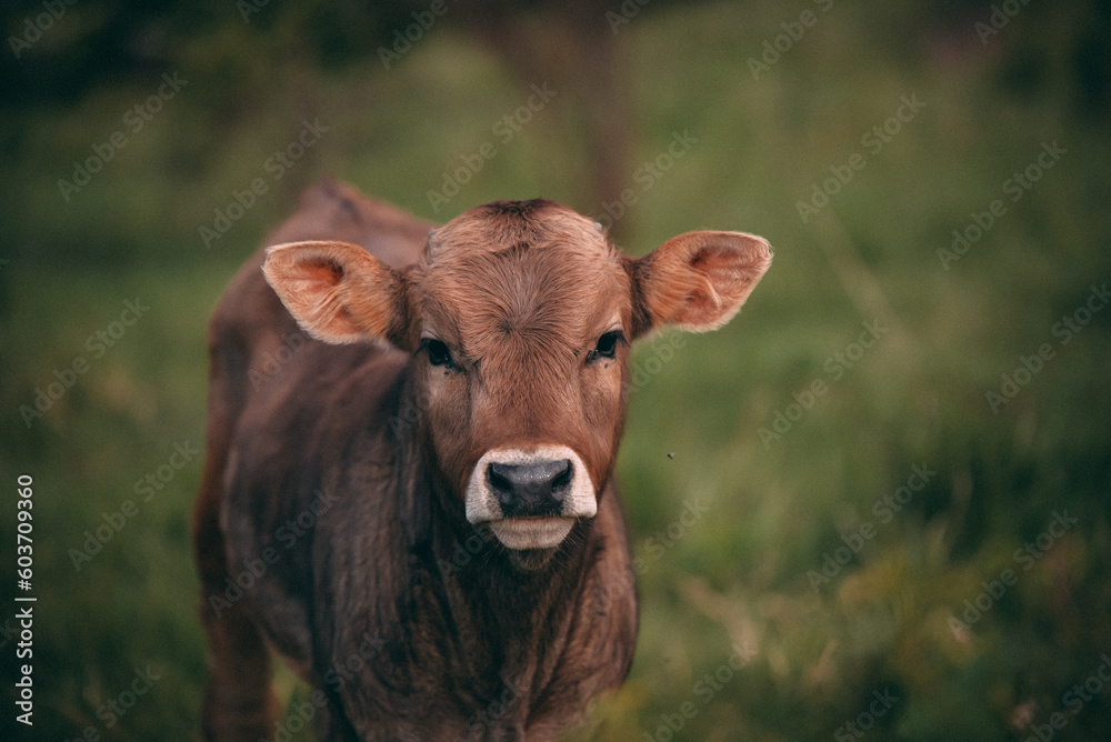 Portrait of two beautiful young cattle sitting in the garden in spring season. Animal from the farm making part of Bovidae family in the green forest