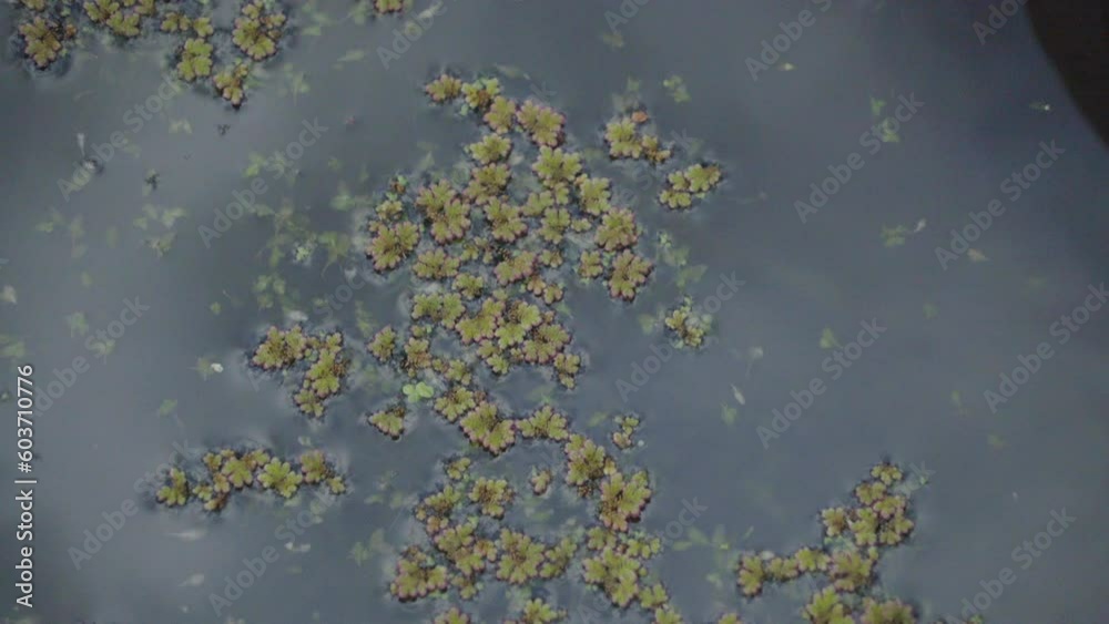 Small plants in moving water Small plants in moving water