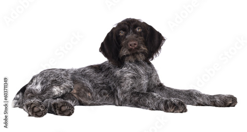 Fototapeta Naklejka Na Ścianę i Meble -  Young brown and white German wirehaired pointer dog pup, laying down side ways. Looking straight to camera. Isolated cutout on a transparent background.
