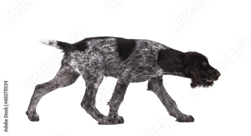 Young brown and white German wirehaired pointer dog pup  walking side ways. Isolated cutout on a transparent background.