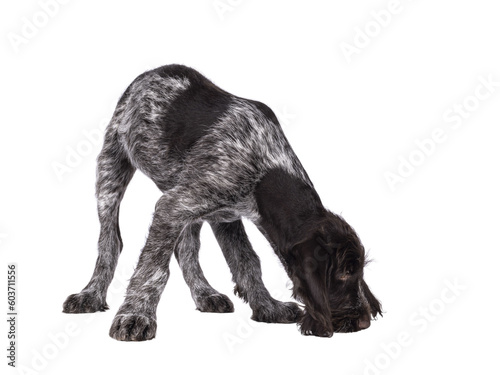 Young brown and white German wirehaired pointer dog pup, sniffing on the floor. Isolated cutout on a transparent background. photo