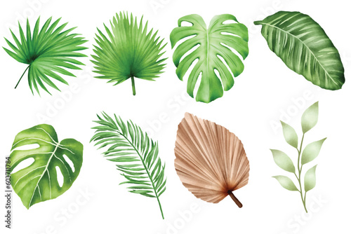 Set of Tropical Leaf Watercolor Element