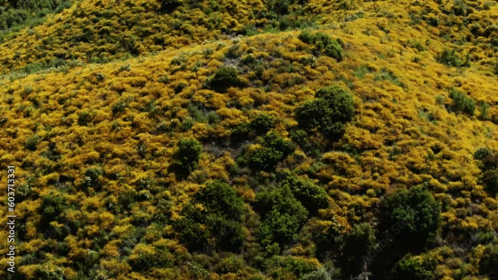 Malibu Canyon Spring Wildflowers Superbloom Aerial 2 Malibu Canyon Spring Wildflowers Superbloom Aerial 2