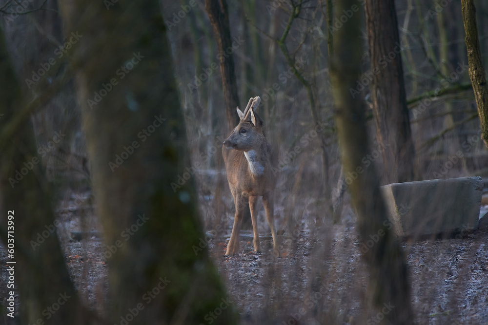 Roe deer ,,Capreolus capreolus,, in its natural environment, Slovakia Roe deer ,,Capreolus capreolus,, in its natural environment, Slovakia
