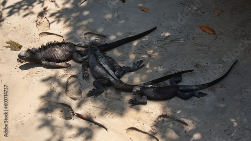 Marine Iguanas at Puerto Villamil on Isabela island of Galapagos islands, Ecuador, South America
