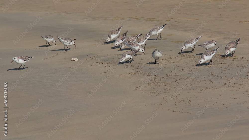 Sanderlings on the beach at Puerto Villamil on Isabela island of Galapagos islands, Ecuador, South America
Sanderlings on the beach at Puerto Villamil on Isabela island of Galapagos islands, Ecuador, South America