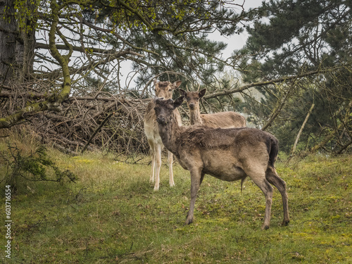 deer in the forest