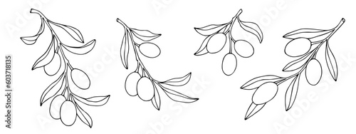 Set of linear sketches of olive branches with berries. Vector graphics.