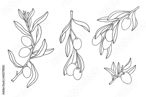 Set of linear sketches of olive branches with berries. Vector graphics.
