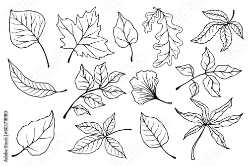 Set of linear sketches of autumn leaves.Vector graphics.