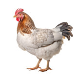chicken isolated on transparent background cutout