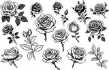 Set of isolated rose, hand drawn style. Silhouette on white background rose flowers