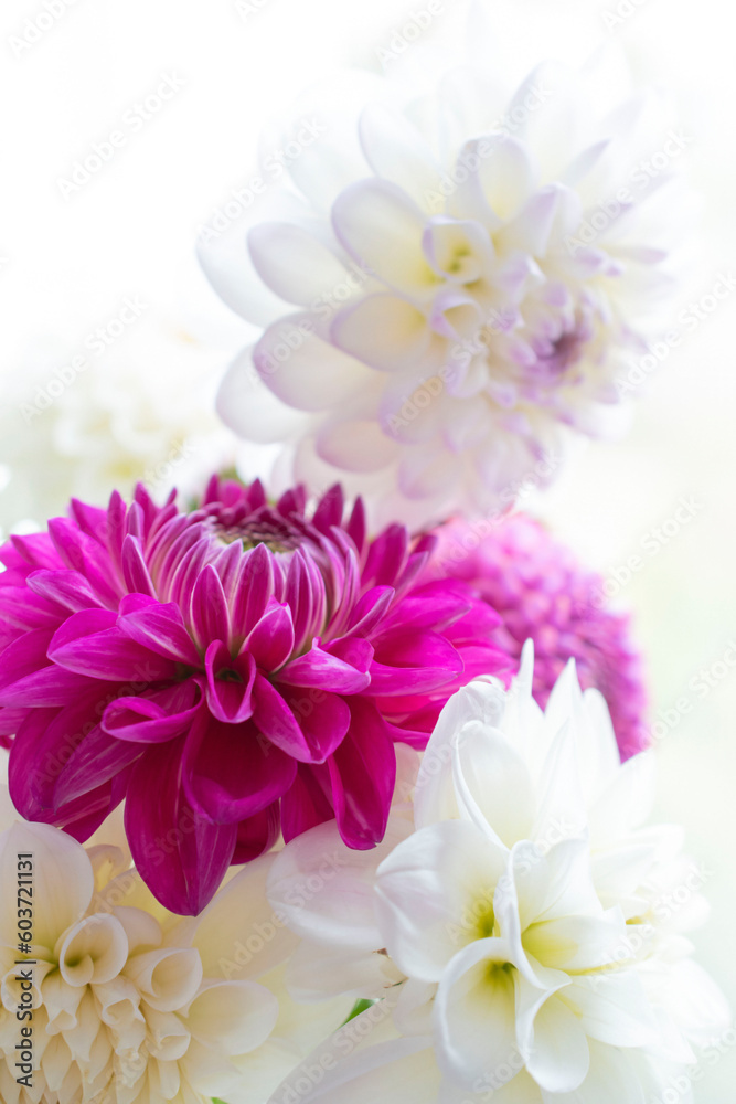 Close-up of blooming pink and white dahlias. Bouquet of dahlias on a white background