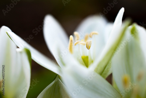 Close-up of a blooming white scylla. First spring flowers. Macro. Soft focus.