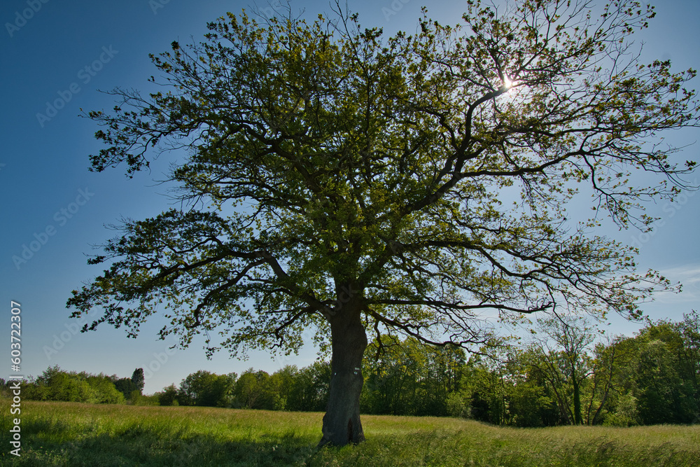 Frühling im Grand Ried bei Erstein im Elsass Frühling im Grand Ried bei Erstein im Elsass