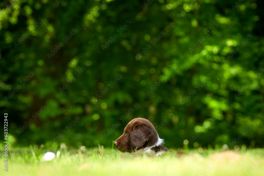 Obraz premium Cute stabyhoun puppy on a green lawn near a forest in the spring
