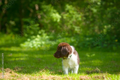 Cute stabyhoun puppy on a green lawn near a forest in the spring