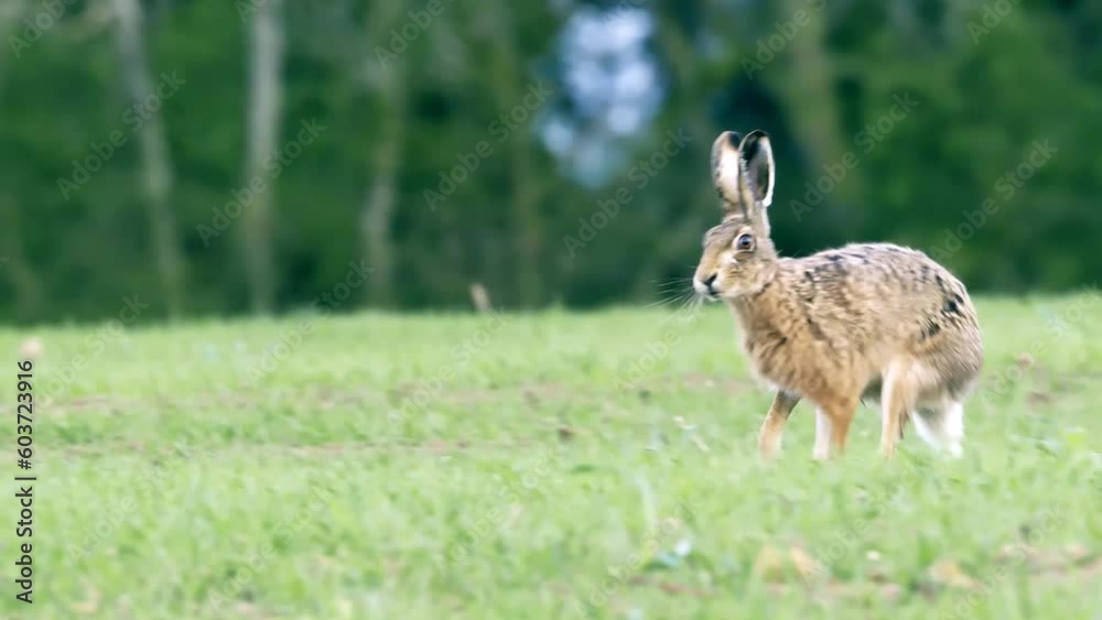 Hare is running in the beautiful light on green grassland, wild animal in the nature habitat. Hare is running in the beautiful light on green grassland, wild animal in the nature habitat.
