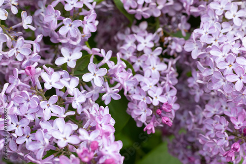 Lilac flowers in the garden.