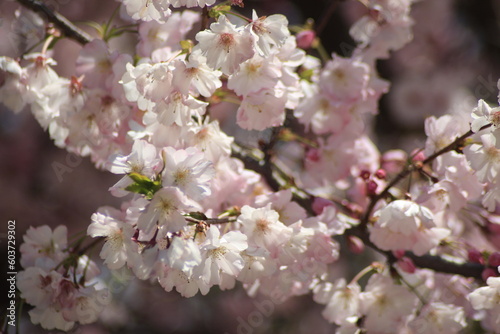 tree blossom