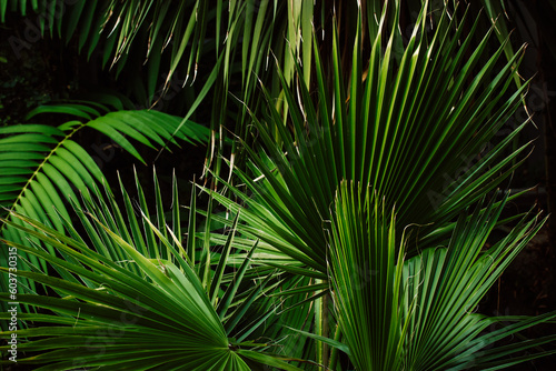Background of palm leaves on a black background. Lots of foliage, shrubs and trees in a tropical botanical garden park in summer. Floral pattern. Exotic plants are growing outdoors. Deep green color. © vita