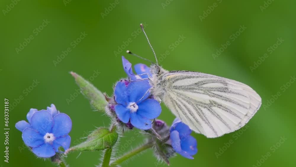Green-veined White Feeding on Wood Forget-me-not Green-veined White Feeding on Wood Forget-me-not