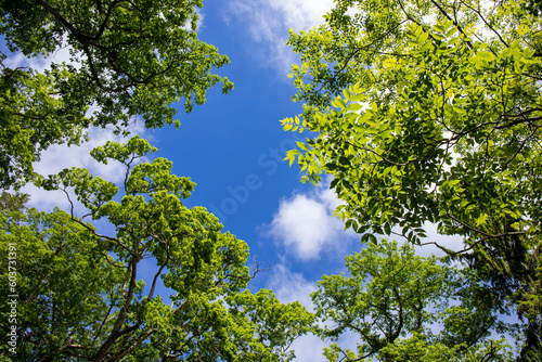 Fototapeta Naklejka Na Ścianę i Meble -  green leaves against blue sky