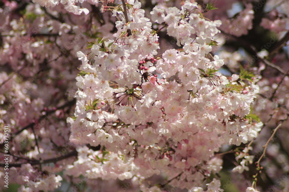 cherry blossom cherry blossom
