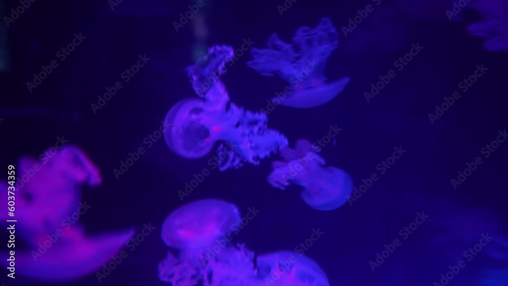 Fluorescent Jellyfish Swim Underwater Aquarium Pool With Blue Neon Light Fluorescent Jellyfish Swim Underwater Aquarium Pool With Blue Neon Light