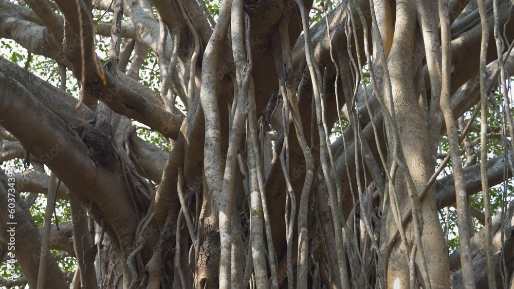 interwoven trunks of banyan trees in the park