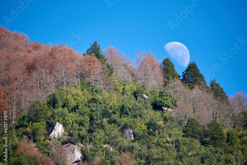 View of the waning moon through an autumnal forest in Chile, La Araucania region. Near a place called Curarrehue. photo