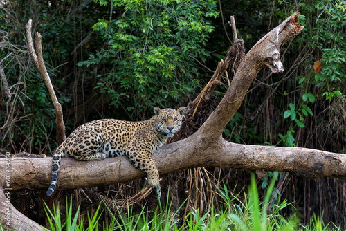 Jaguar  Panthera onca  resting in the Northern Pantanal in Mata Grosso in Brazil