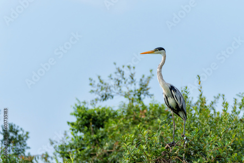 cocoi heron (Ardea cocoi) flying and searching for food in the wetlands of the North Pantanal, Mato Grosso, Brazil