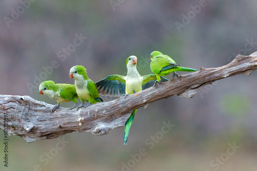 Monk Parakeet (Myiopsitta monachus), also known as the Quaker parrot, just coming out of their nest in the early morning in the Pantanal North, Mato Grosso in Brazil photo