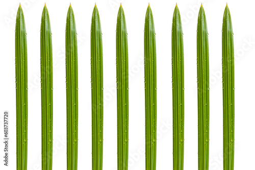Plant leaves with drops on a white background. Date Palm Leaves