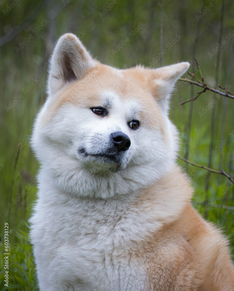 Akita female dog is sitting on the green grass. Close-up portrait with a green background. A white and ginger fur female dog Japanese Akita is sitting.