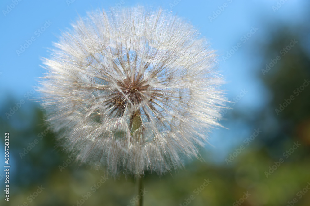 Naklejka premium Nature background with Dandelion. Dandelion on a green blue background. Freedom to Wish. Abstract dandelion flower background. Seed macro closeup. Soft focus. Silhouette fluffy flower. Fragility