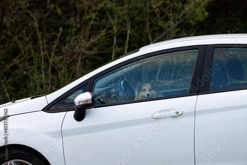 Shetland sheepdog dog in the driver seat of the car.