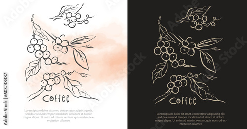 coffee farmer of ink sketch etching for label, packaging, poster. Coffee picker of drawing on vintage paper. arabica coffee of sketch drawing vintage for art print.