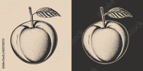 Set of vintage retro woodcut linocut engraving gravure sketch peach nectarine. Can be used like emblem, logo. mark, poster or print. Monochrome Graphic Art. Vector. Hand drawn element in antique