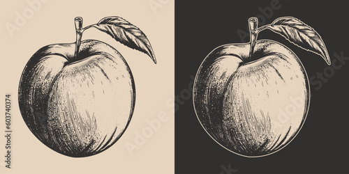 Set of vintage retro woodcut linocut engraving gravure sketch peach nectarine. Can be used like emblem, logo. mark, poster or print. Monochrome Graphic Art. Vector. Hand drawn element in antique