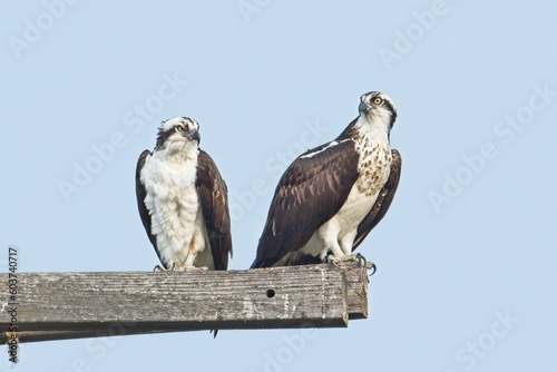 Two osprey perched up high on wooden posts.